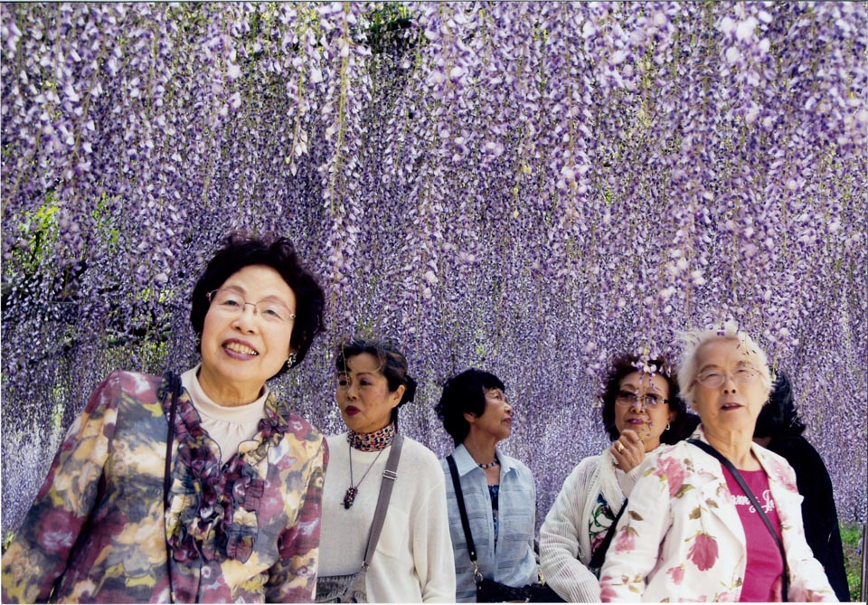 入　選  納庄ツネ子「藤のシャワーに感激」②